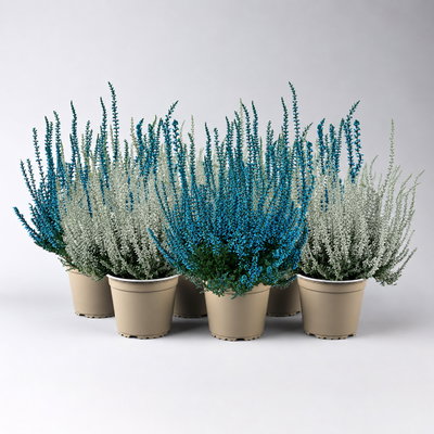 Knospenheide 'Picasso', blau & weiß gefärbt, Topf-Ø 12 cm, 6 Pflanzen Knospenheide 'Picasso', blau & weiß gefärbt, Topf-Ø 12 cm, 6 Pflanzen