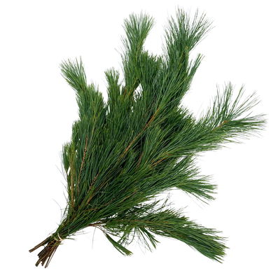 Seidenkiefer Handbund, verschiedene Längen