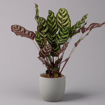 Korbmarante, Goeppertia makoyana syn. Calathea, Topf-Ø 17 cm, Höhe ca. 45 cm