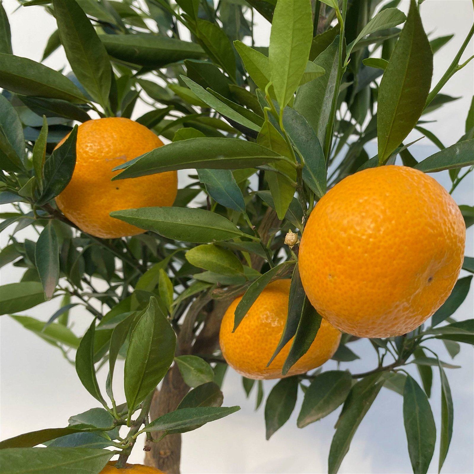 Mandarinenbaum, Stamm, Topf-Ø ca. 26 cm, Höhe ca. 130 cm