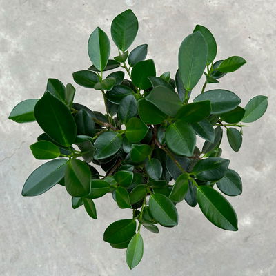 Chinesische Feige 'Maya' in Keramiktopf anthrazit, Topf-Ø 12 cm, Höhe ca. 40 cm