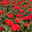 Beetrose 'Westpoint'®, blutorange, Topf 5 Liter