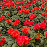 Beetrose 'Westpoint'®, blutorange, Topf 5 Liter