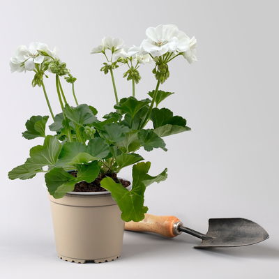 Geranie weiß, stehend, Topf-Ø 13 cm, 6 Stück Geranie weiß, stehend, Topf-Ø 13 cm, 6 Stück