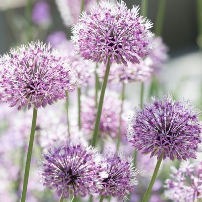 Bio Zierlauch 'Summer Beauty', hell violett, Topf 11x11 cm, 3 Pflanzen Bio Zierlauch 'Summer Beauty', hell violett, Topf 11x11 cm, 3 Pflanzen