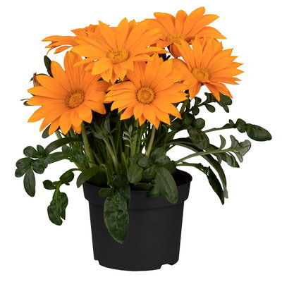 Mittagsgold orange, Topf -Ø 12 cm, 6er-Set