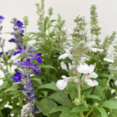 Mehliger Salbei 'Duo', blau-weiß, Topf-Ø 13 cm, 6 Pflanzen