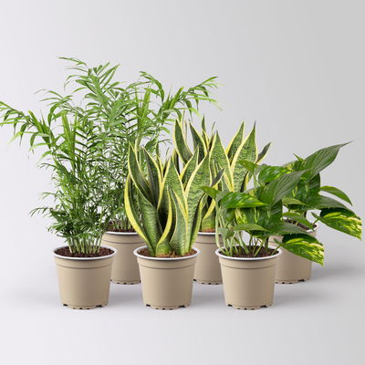 Grünpflanzenkreation 