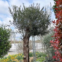 Olivenbaum, knorriger Stamm, Topf-Ø ca. 80 cm, Höhe ca. 200 cm