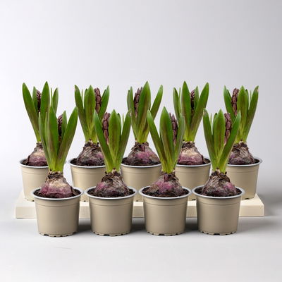 Hyazinthe, lila, vorgetrieben, Topf-Ø 9 cm, 9 Pflanzen