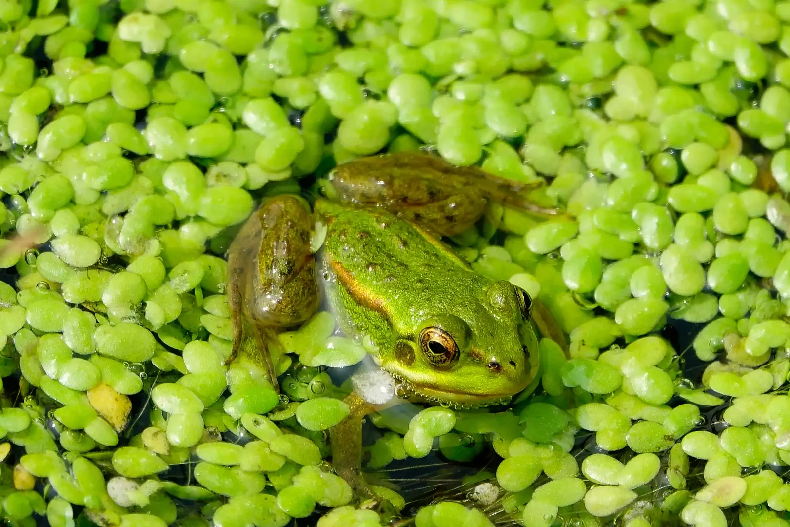 Frosch im Biotopteich