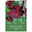 Papageitulpen Black Parrot weinrot, 7 Blumenzwiebeln