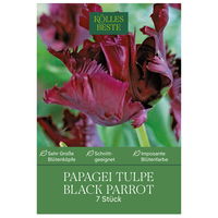 Papageitulpen Black Parrot weinrot, 7 Blumenzwiebeln
