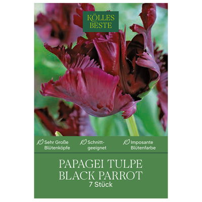 Papageitulpen Black Parrot weinrot, 7 Blumenzwiebeln Papageitulpen Black Parrot weinrot, 7 Blumenzwiebeln