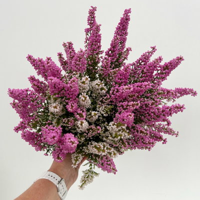 Glockenheide 'Duo', rosa-weiß, Topf-Ø 11 cm, 6 Pflanzen Glockenheide 'Duo', rosa-weiß, Topf-Ø 11 cm, 6 Pflanzen