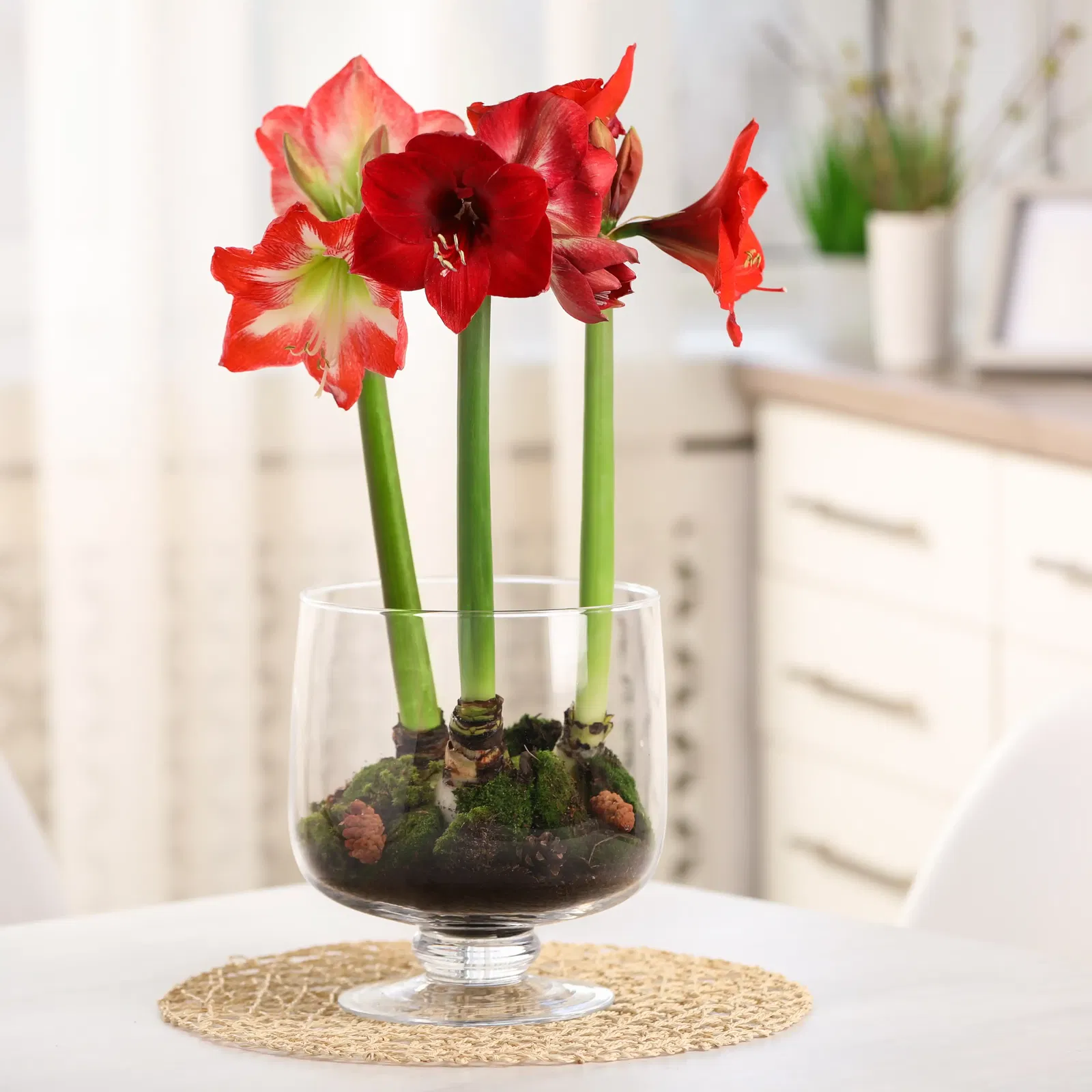 Zimmerpflanze Amaryllis