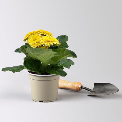 Gerbera, Farbmix zufällig, Topf-Ø 12 cm, 6 Pflanzen