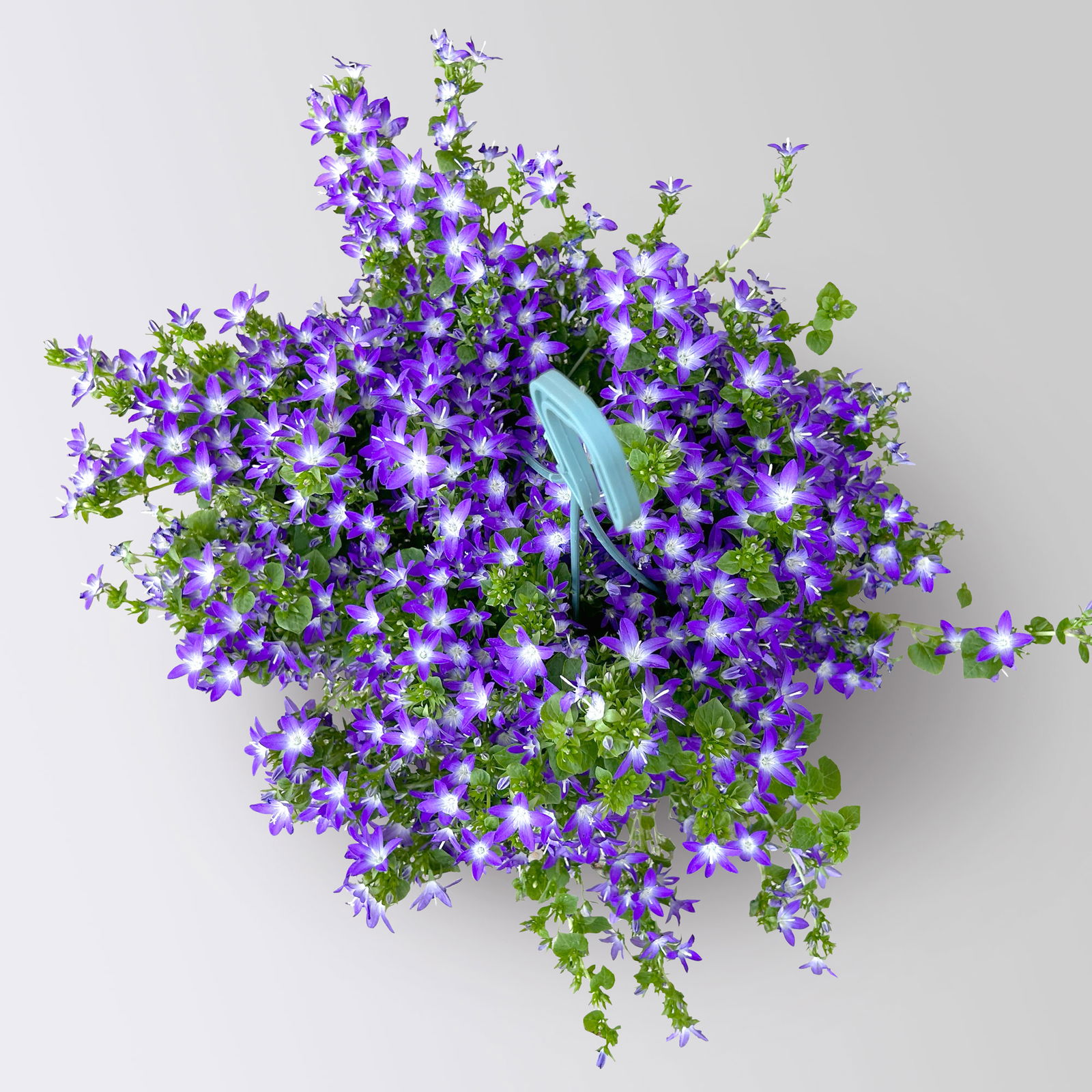 Hängepolster-Glockenblume 'Adansa® Purple' blau-weiß, Ampeltopf-Ø 19 cm