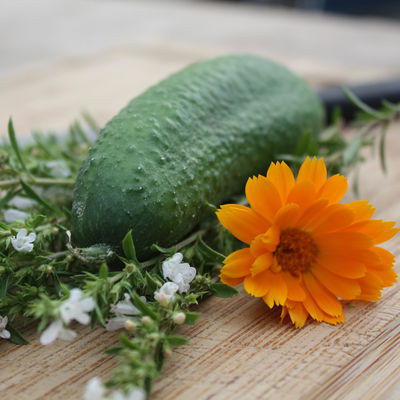 Blu Bio Gartengurke ‘Hexennase F1‘, Topf-Ø 12 cm, 3er Set Blu Bio Gartengurke ‘Hexennase F1‘, Topf-Ø 12 cm, 3er Set