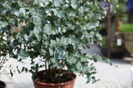 Eukalyptus Eukalyptus