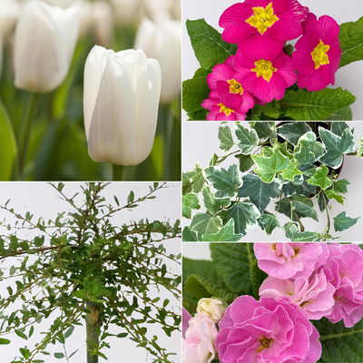 Pflanzenkreation Frühlingserwachen, 9 Pflanzen inkl. Erde und Dünger Pflanzenkreation Frühlingserwachen, 9 Pflanzen inkl. Erde und Dünger