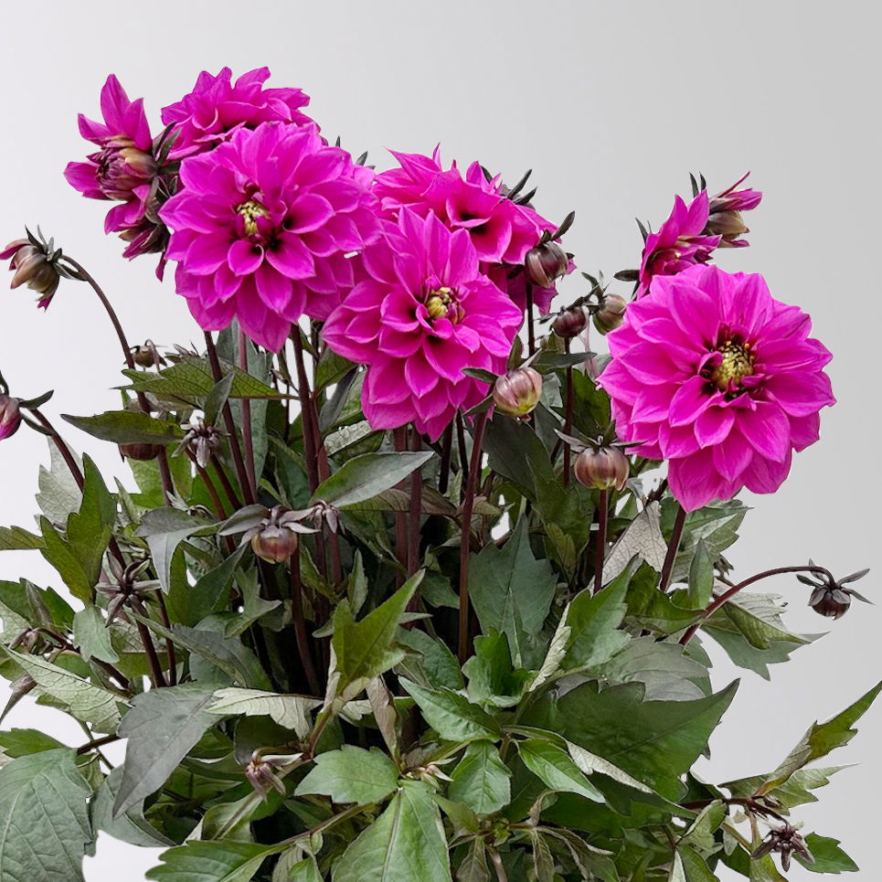 Dahlie, pink, dunkellaubig, Topf-Ø 19 cm, 2 Pflanzen