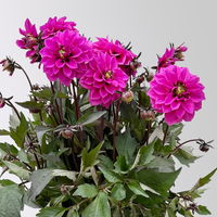 Dahlie, pink, dunkellaubig, Topf-Ø 19 cm, 2 Pflanzen