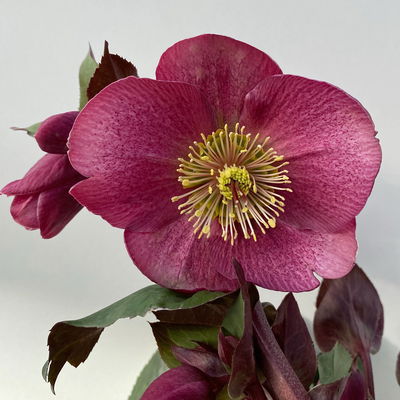 Helleborus 'Charmer', dunkelrosa, Topf-Ø 15 cm Helleborus 'Charmer', dunkelrosa, Topf-Ø 15 cm