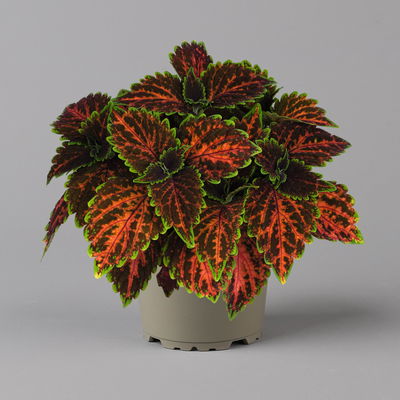 Buntnessel 'Magnificent Mile' rot-braun-grün, Topf -Ø 12 cm, 6er-Set