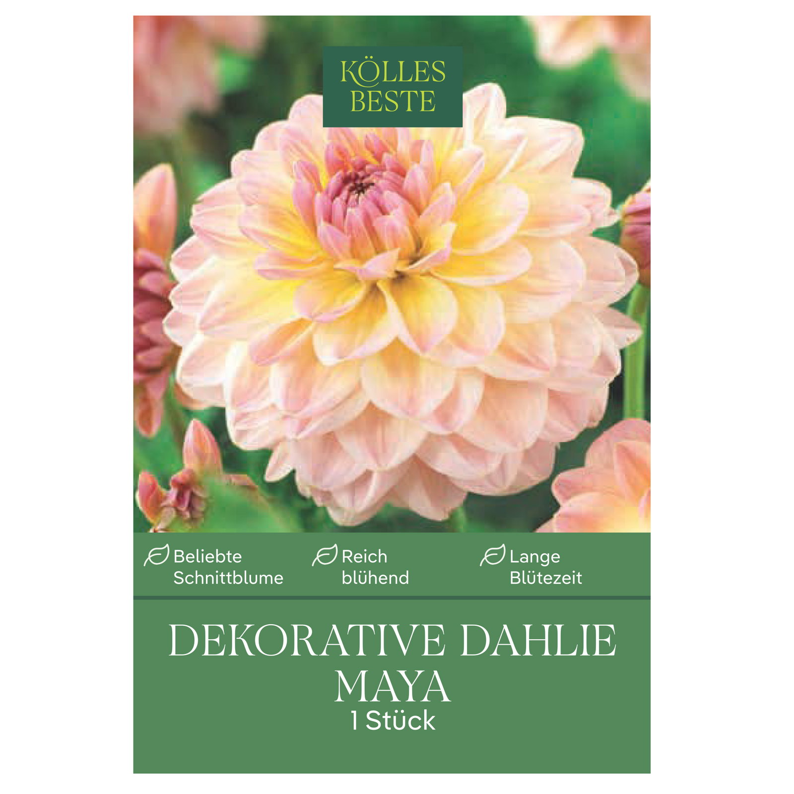 Kölles Beste Blumenknolle, Dekorative Dahlie 'Maya'