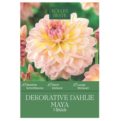 Kölles Beste Blumenknolle, Dekorative Dahlie 'Maya'