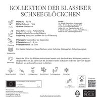 Schneeglöckchen Klassiker-Kollektion, 45 Blumenzwiebeln Schneeglöckchen Klassiker-Kollektion, 45 Blumenzwiebeln