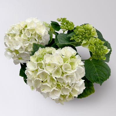 Hortensie weiß, mind. 3 Dolden, Topf-Ø 10 cm, Höhe ca. 20 cm, 3 Pflanzen