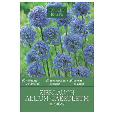 Allium Caeruleum (Zierlauch) blau, 10 Blumenzwiebeln Allium Caeruleum (Zierlauch) blau, 10 Blumenzwiebeln
