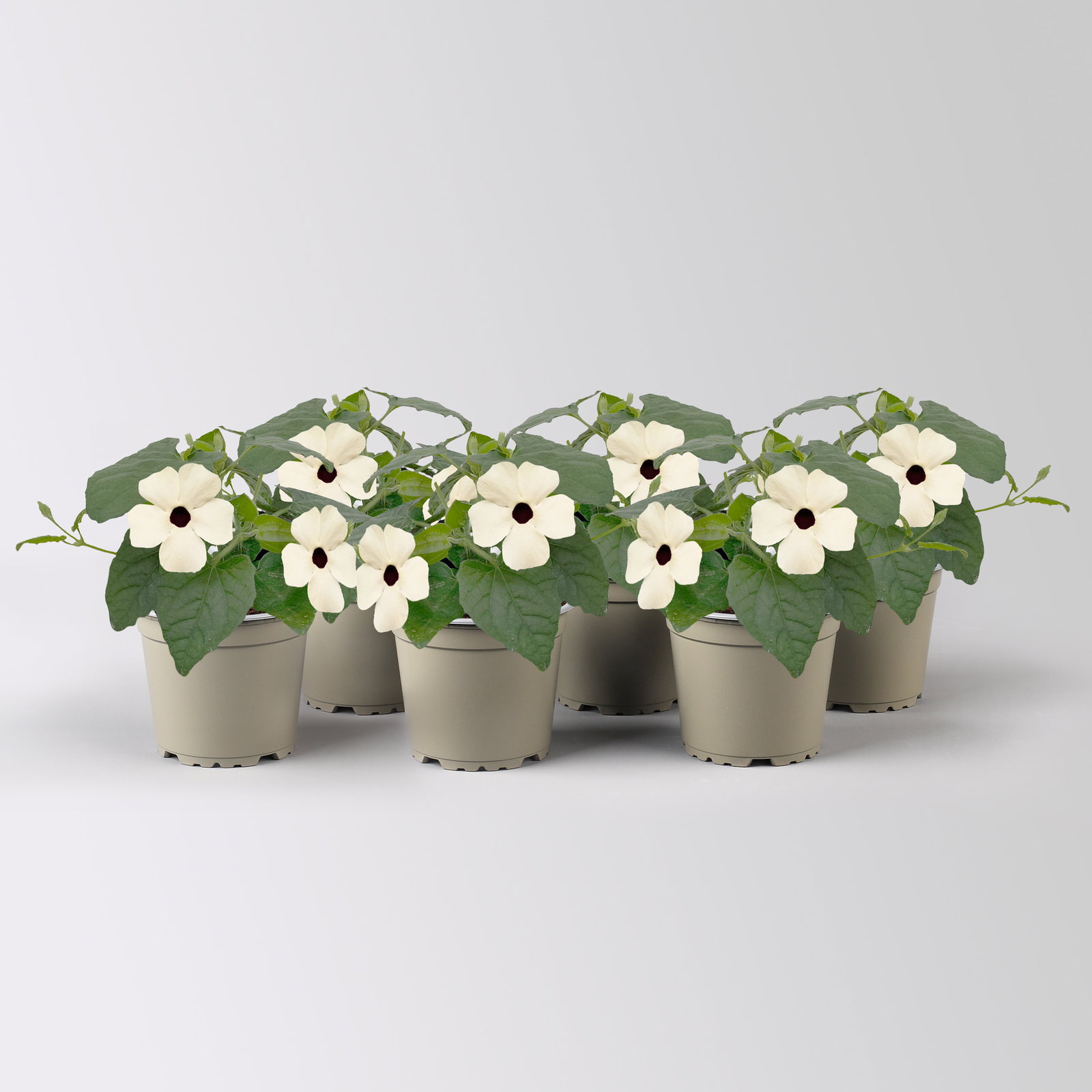 Schwarzäugige Susanne, weiß, Topf-Ø 13 cm, 6 Pflanzen Schwarzäugige Susanne, weiß, Topf-Ø 13 cm, 6 Pflanzen