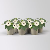 Schwarzäugige Susanne, weiß, Topf-Ø 13 cm, 6 Pflanzen Schwarzäugige Susanne, weiß, Topf-Ø 13 cm, 6 Pflanzen