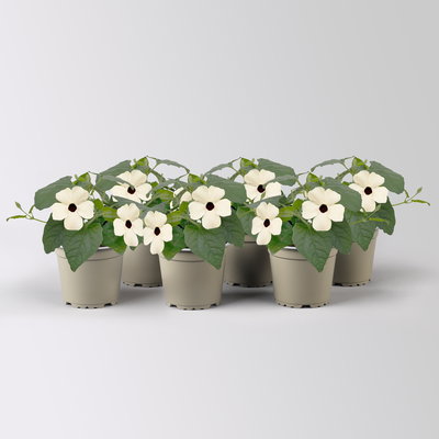 Schwarzäugige Susanne, weiß, Topf-Ø 13 cm, 6 Pflanzen Schwarzäugige Susanne, weiß, Topf-Ø 13 cm, 6 Pflanzen