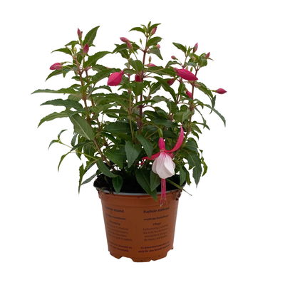Fuchsien stehend, rot-weiß, Topf-Ø 12 cm, 6er-Set