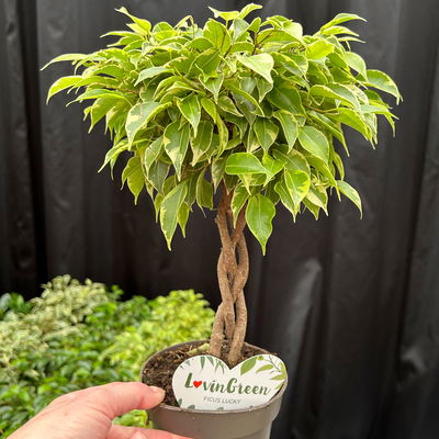 Birkenfeige 'Lucky', in Keramiktopf anthrazit, Topf-Ø 12 cm, Höhe ca. 40 cm Birkenfeige 'Lucky', in Keramiktopf anthrazit, Topf-Ø 12 cm, Höhe ca. 40 cm