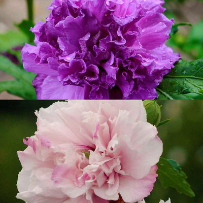 Duo Garten-Hibiskus 'French Cabaret® Pastel' und 'French Cabaret® Purple'