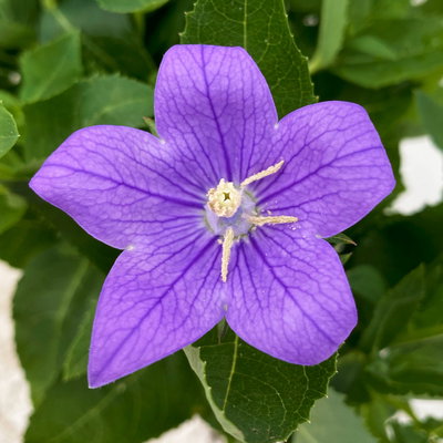 Ballonblume, blau, Topf-Ø 12 cm, 6er-Set Ballonblume, blau, Topf-Ø 12 cm, 6er-Set