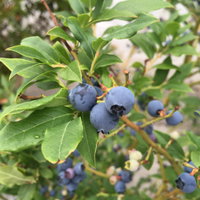 Heidelbeere 'Hortblue Petite®', Höhe ca. 30-40 cm, Topf-Ø 23 cm Heidelbeere 'Hortblue Petite®', Höhe ca. 30-40 cm, Topf-Ø 23 cm