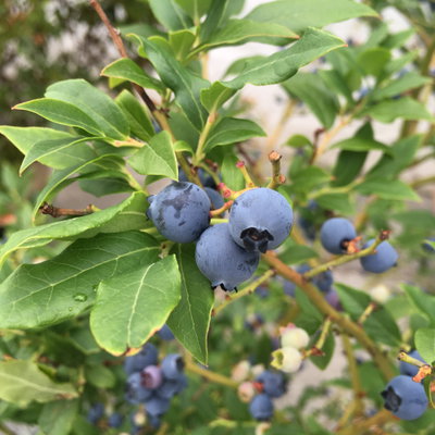 Heidelbeere 'Hortblue Petite®', Höhe ca. 30-40 cm, Topf-Ø 23 cm Heidelbeere 'Hortblue Petite®', Höhe ca. 30-40 cm, Topf-Ø 23 cm