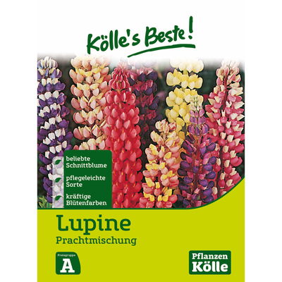 Kölles Beste Blumensamen Lupinen Mix (Lupinus polyphyllus)