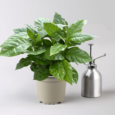 Kaffeepflanze, Topf-Ø 12 cm, 3 Pflanzen