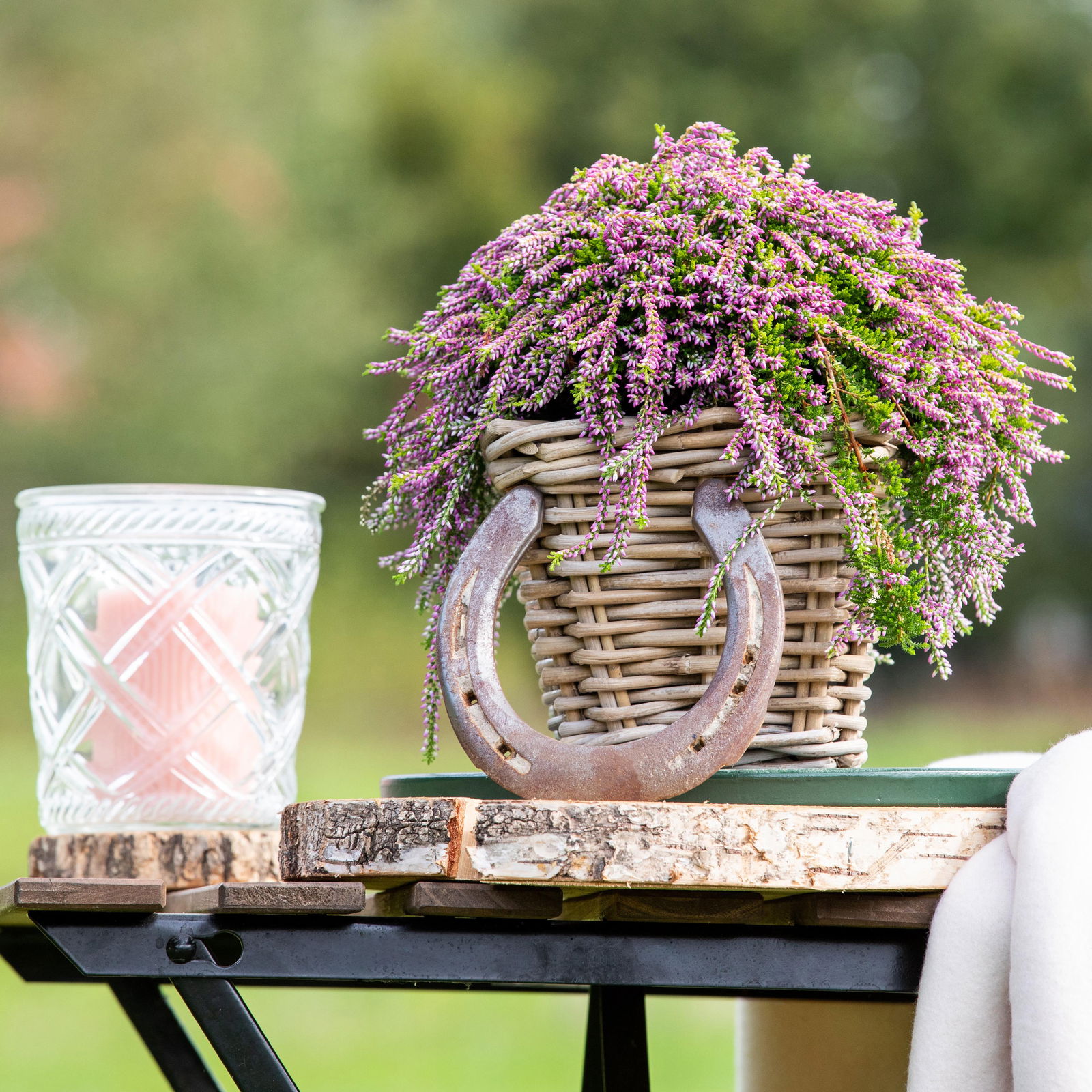 Calluna hängend rosa, grünlaubig, Topf-Ø 12 cm, 3 Stück