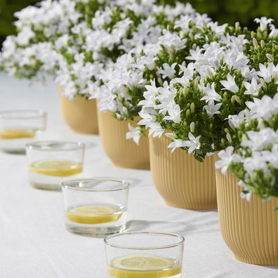 Polsterglockenblume 'Ambella® White' weiß, Topf-Ø 15 cm, 3er-Set