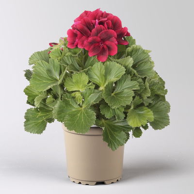 Edelgeranie Bella Donna® 'Don Leo®', rot, Topf-Ø 12 cm, 6 Pflanzen