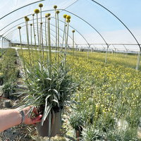 Craspedia gelb, Topf-Ø 17 cm Craspedia gelb, Topf-Ø 17 cm