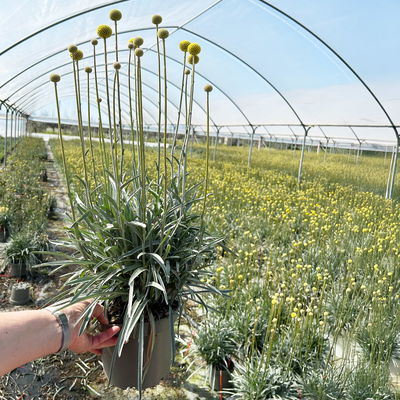 Craspedia gelb, Topf-Ø 17 cm Craspedia gelb, Topf-Ø 17 cm